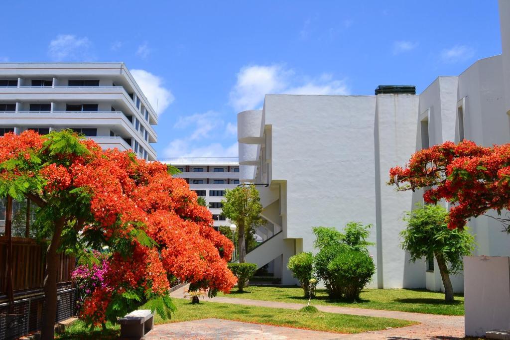 Optimist Tenerife Playa de las Américas Exterior foto